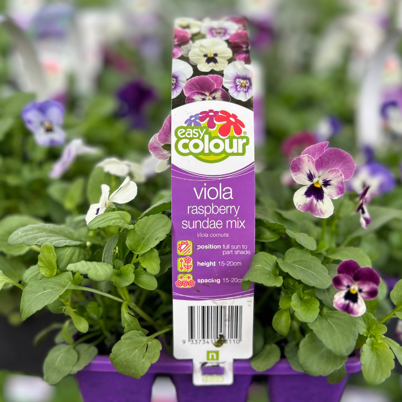 Viola Raspberry Sundae Easy Colour