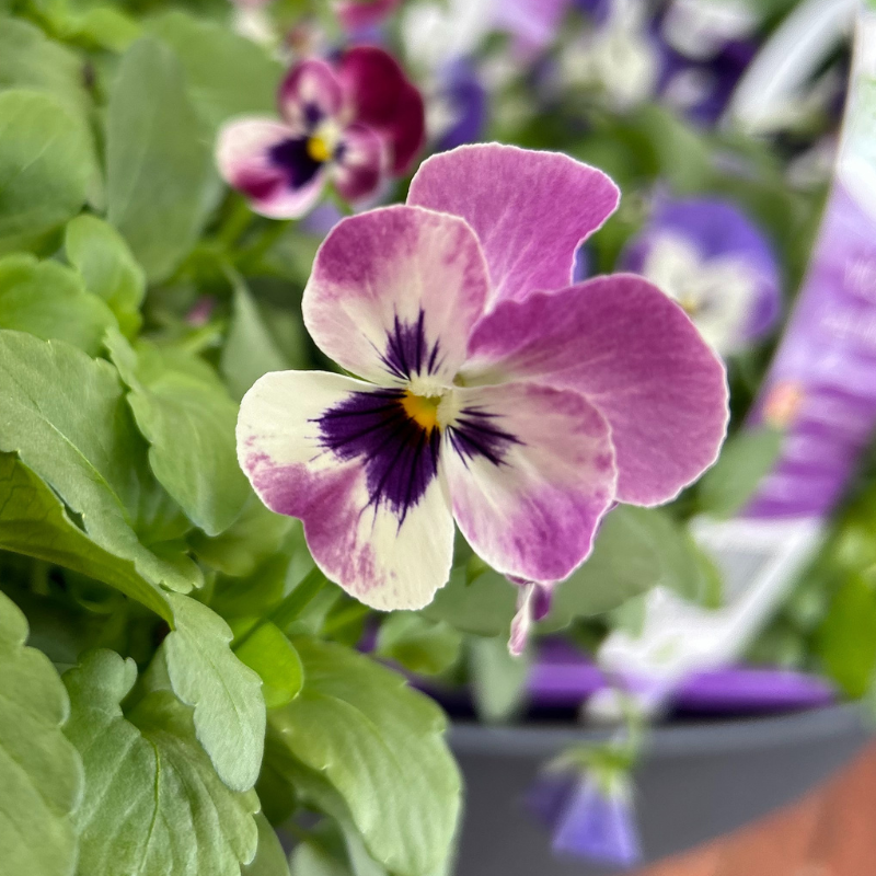 Viola Raspberry Sundae Easy Colour