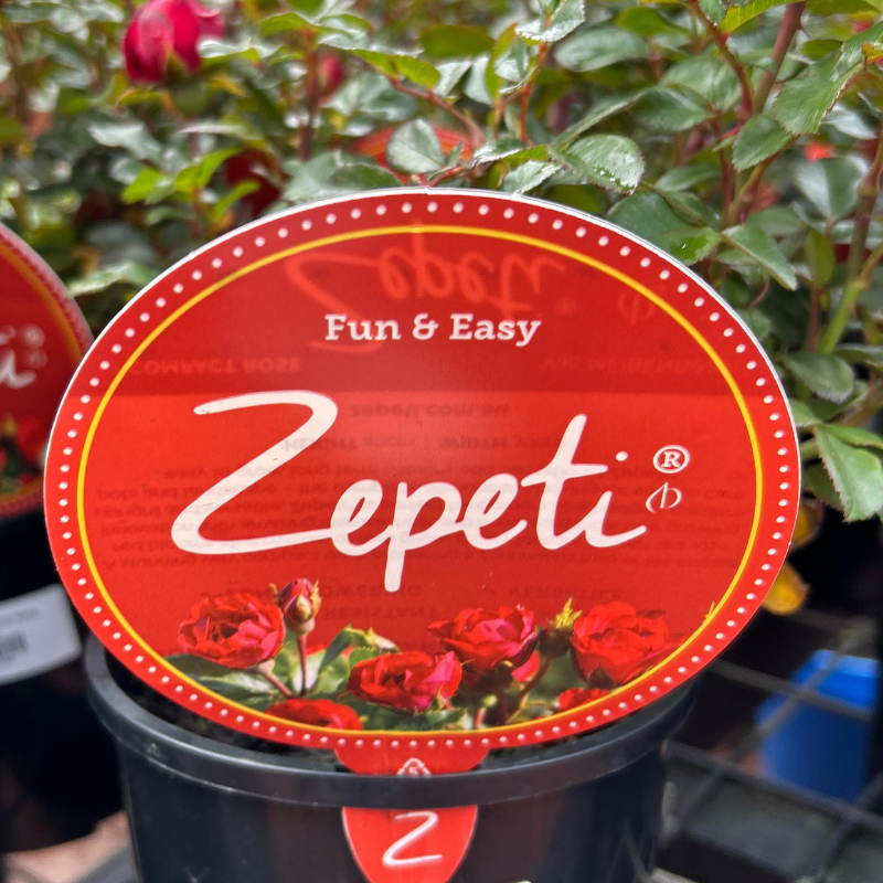 Zepeti Ground Cover Rose