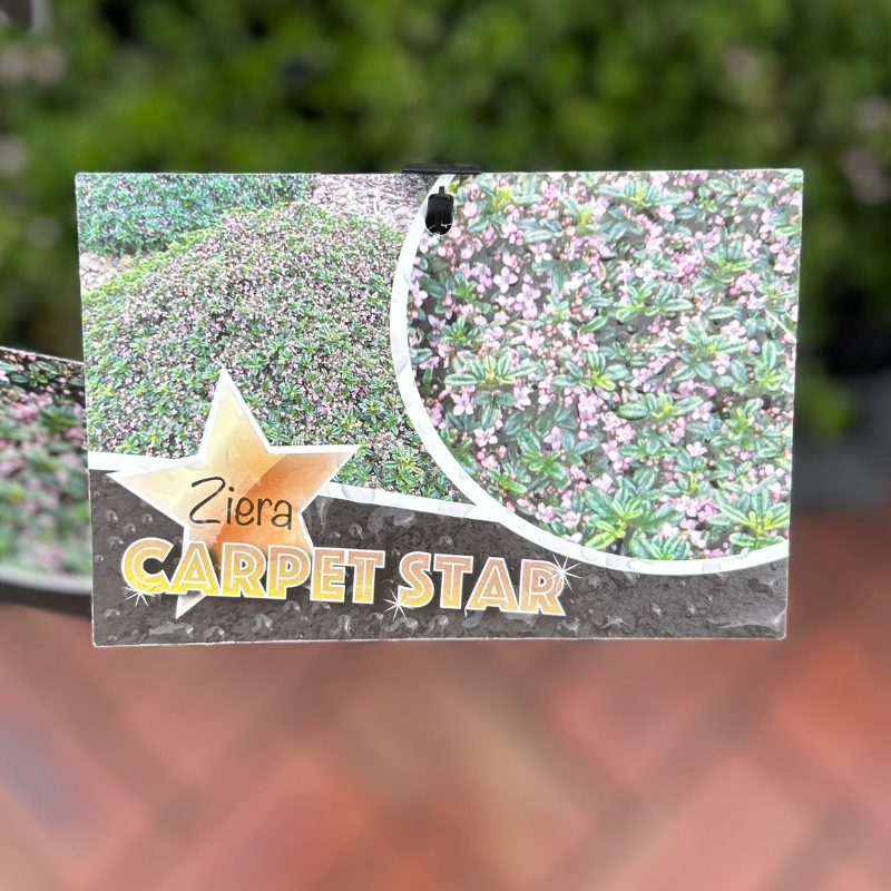 Zieria Carpet Star