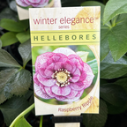 Helleborus Post Office Farm