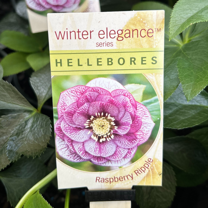 Helleborus Post Office Farm