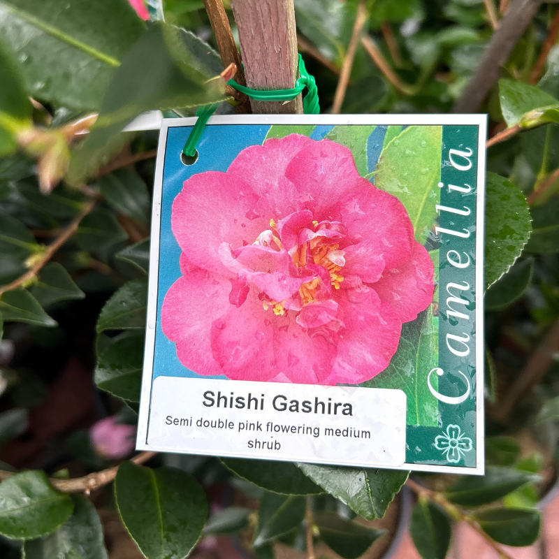 Camellia Shishi Gashira