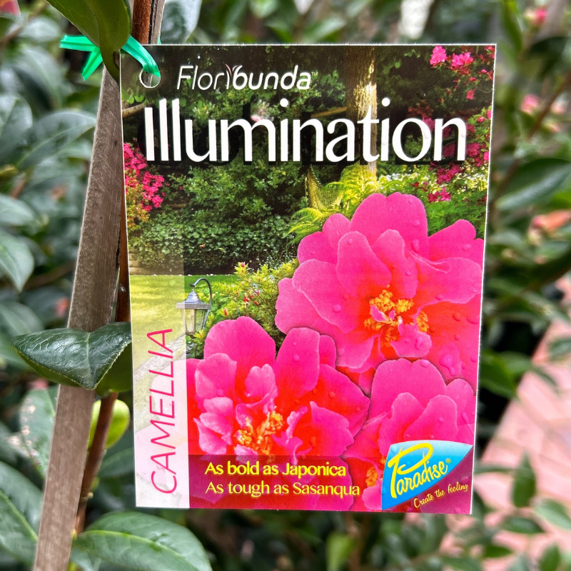 Camellia Illumination