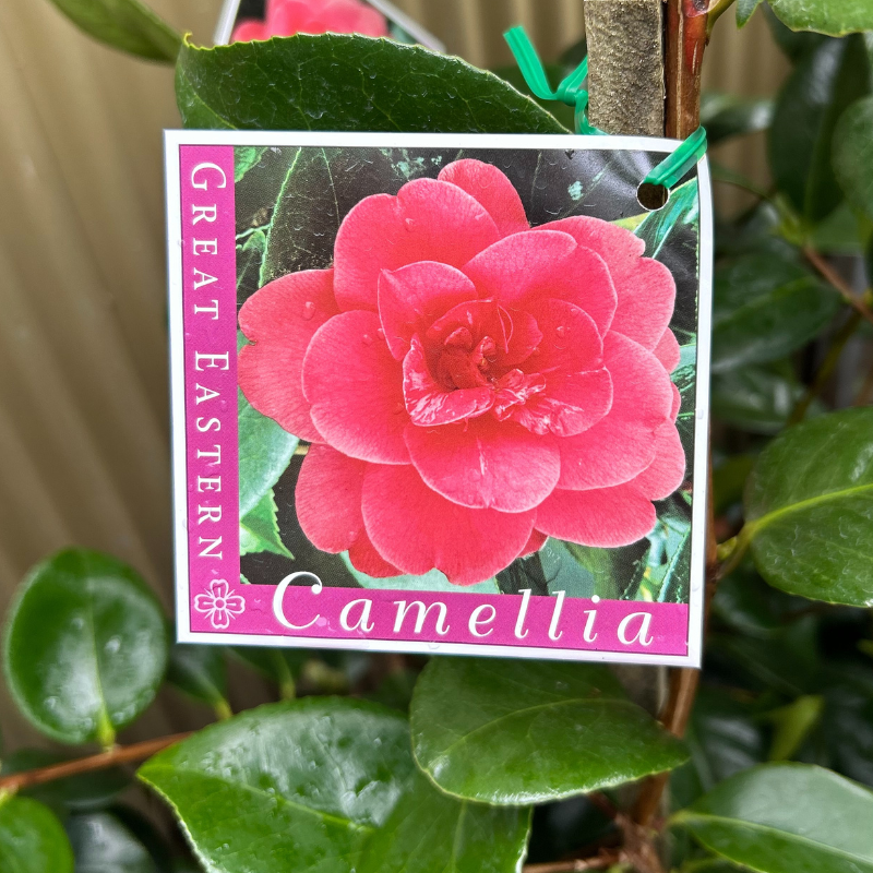 Camellia Great Eastern