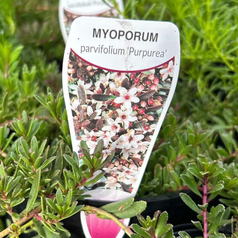 Myoporum parv. Purpurea