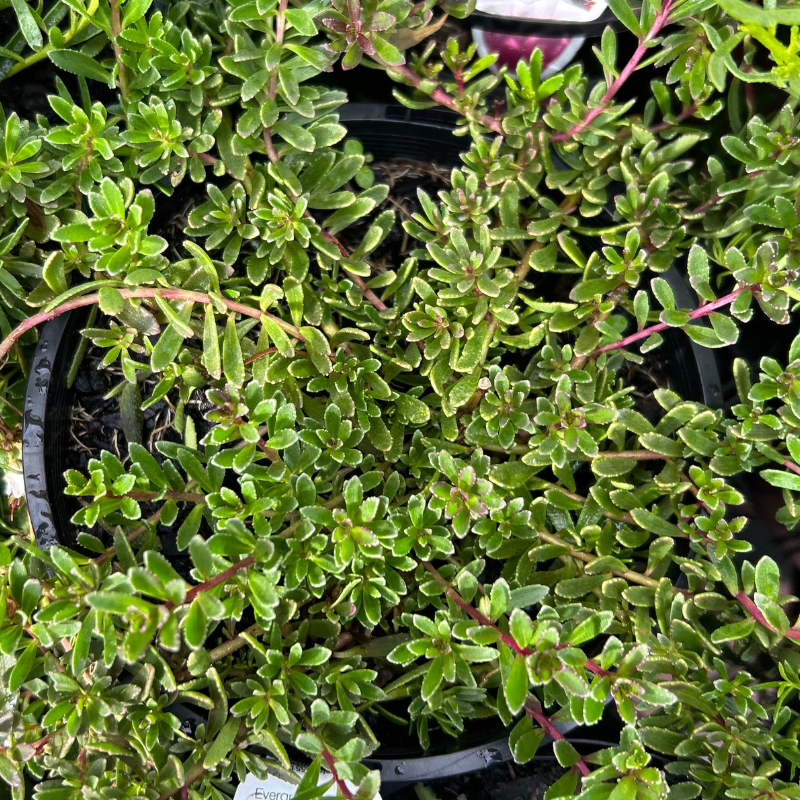 Myoporum parv. Purpurea