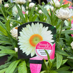 Bracteantha