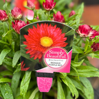 Bracteantha