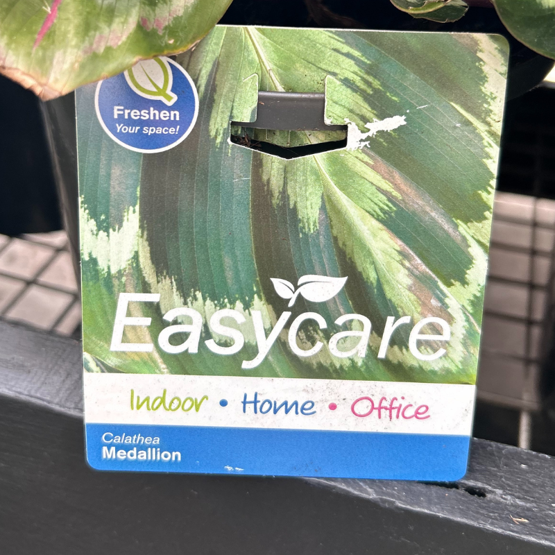 Calathea Medallion