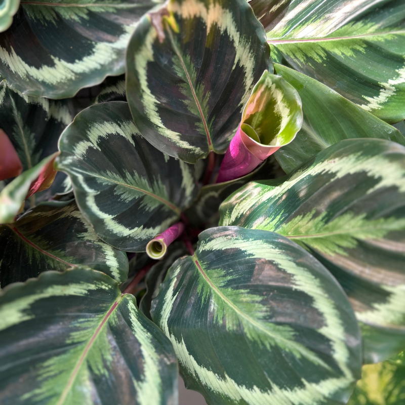Calathea Medallion