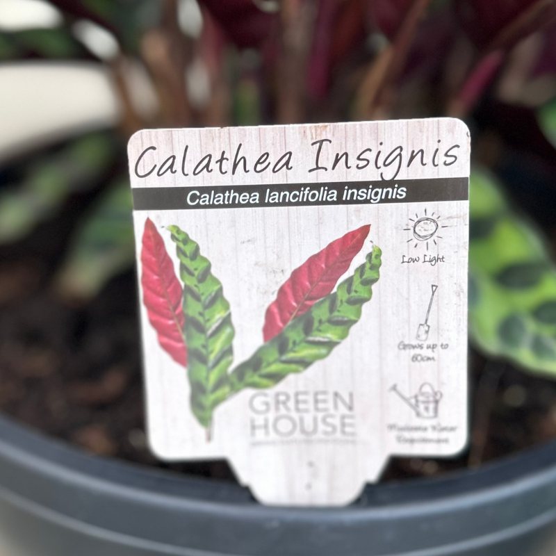 Calathea insignis