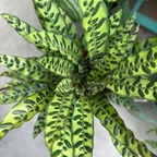 Calathea insignis
