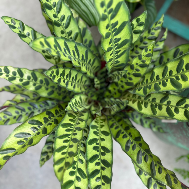 Calathea insignis