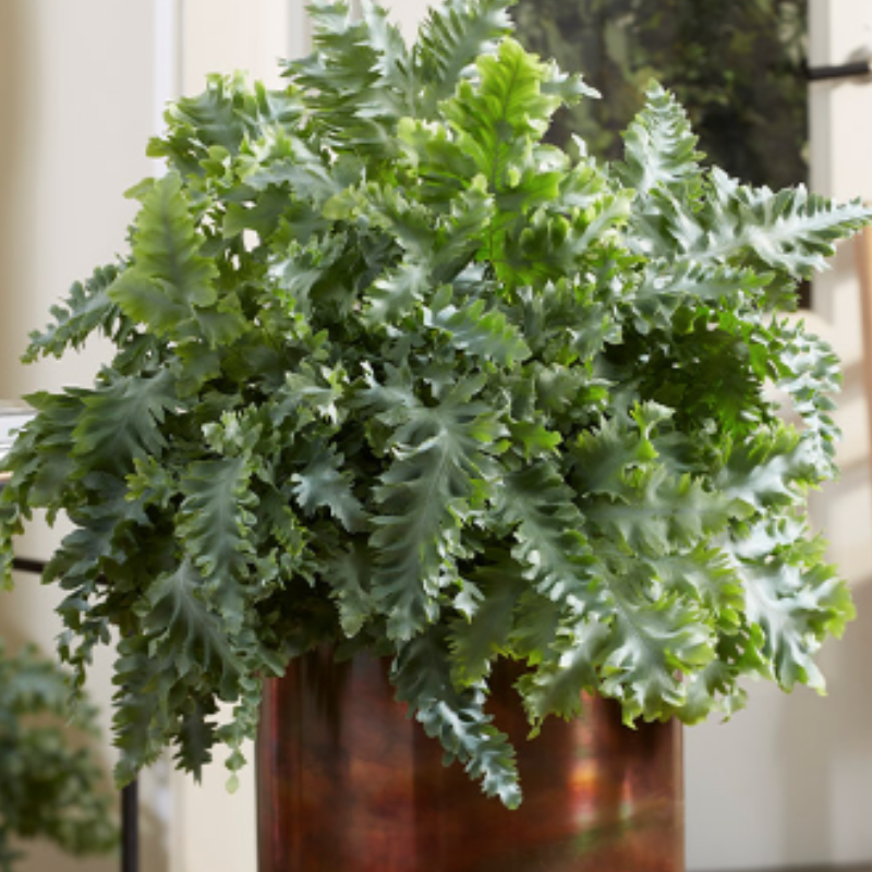 Phlebodium Davana