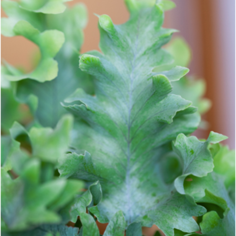 Phlebodium Davana
