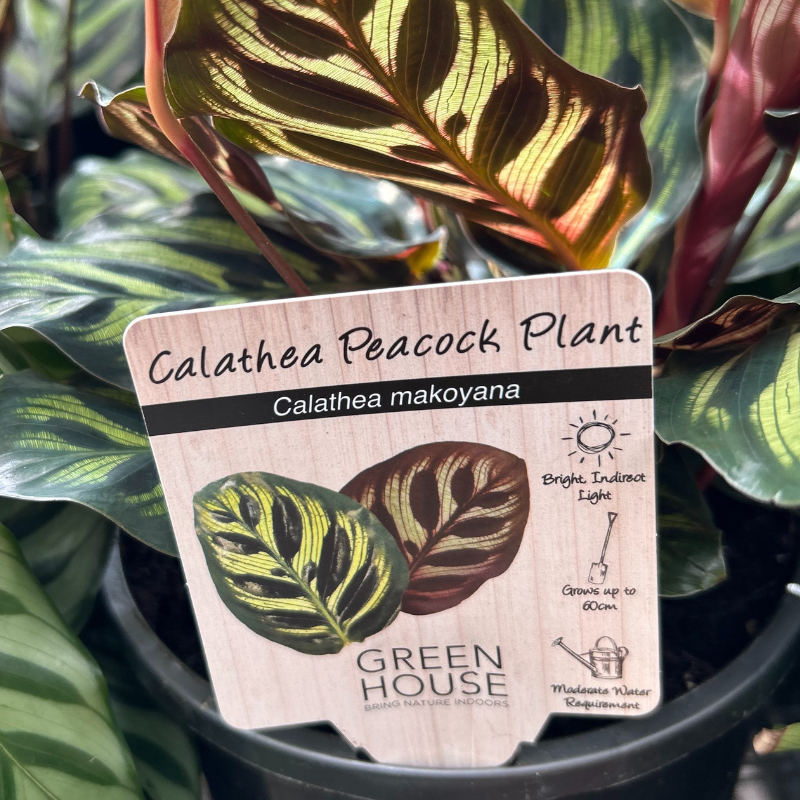 Calathea makoyana