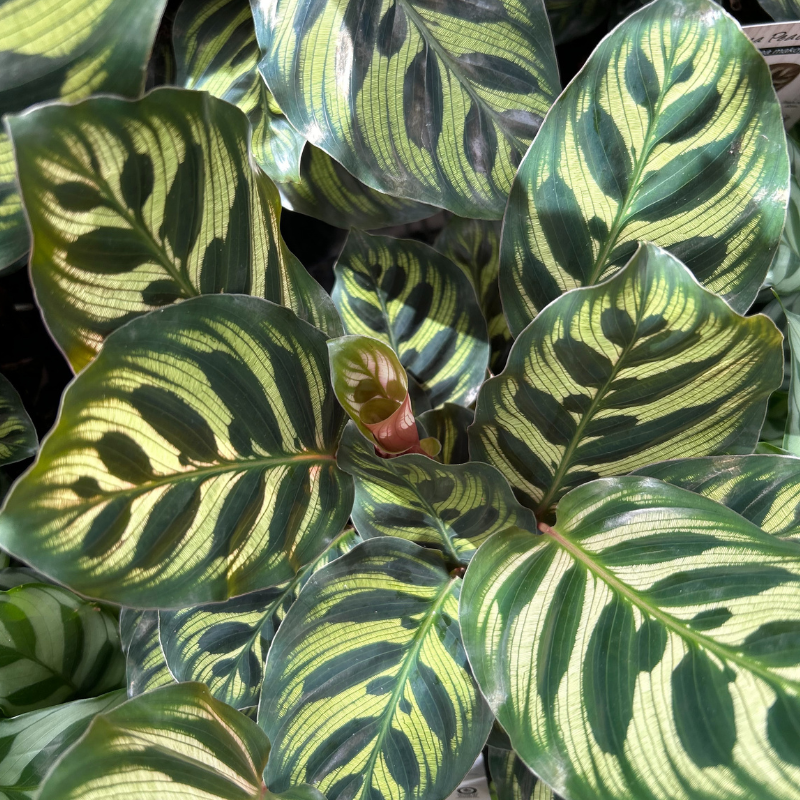 Calathea makoyana