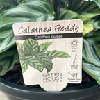 Calathea Freddy