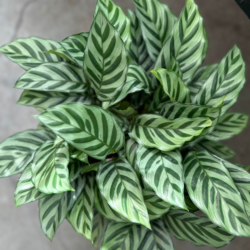 Calathea Freddy