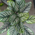 Calathea ornata Pinstripe