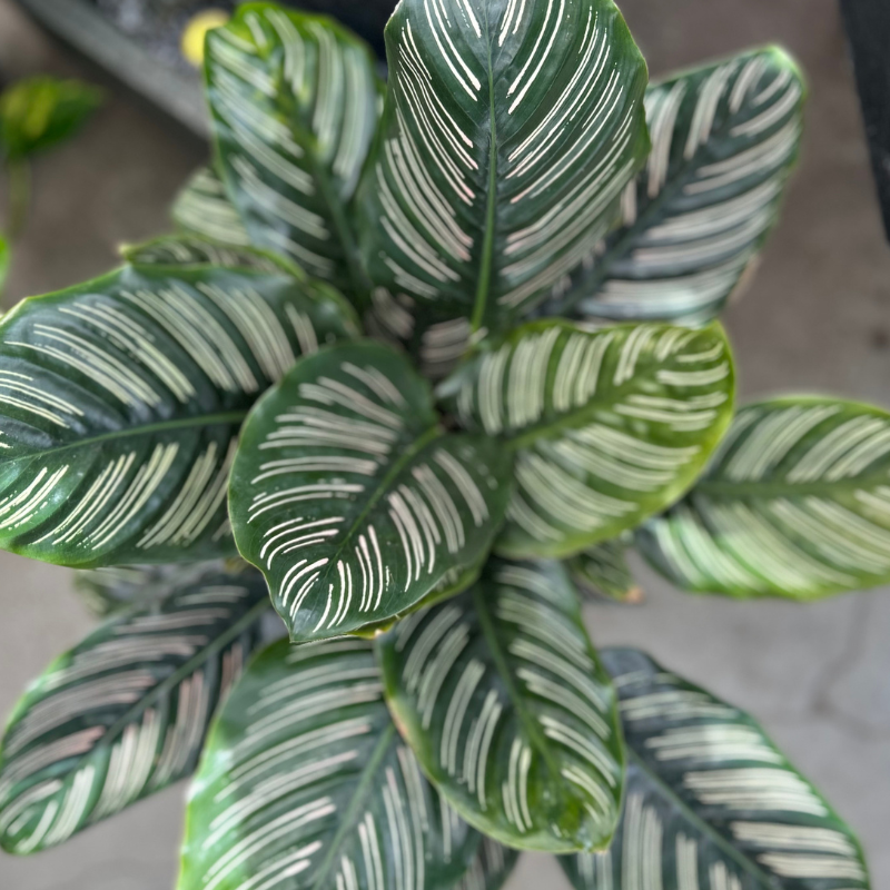 Calathea ornata Pinstripe
