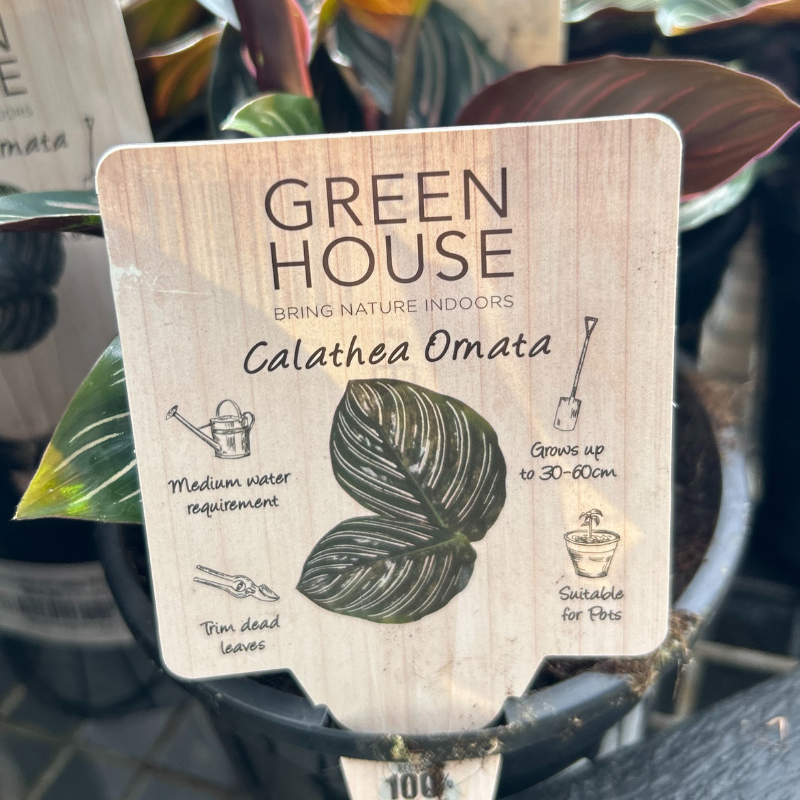 Calathea ornata Pinstripe