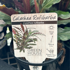 Calathea Furry Feather