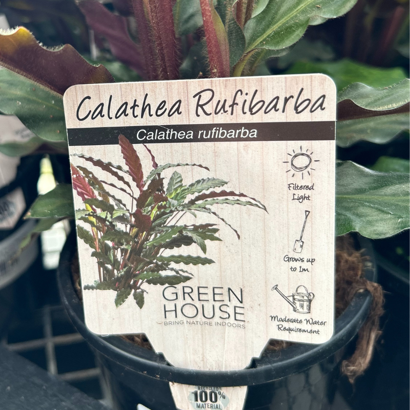 Calathea Furry Feather