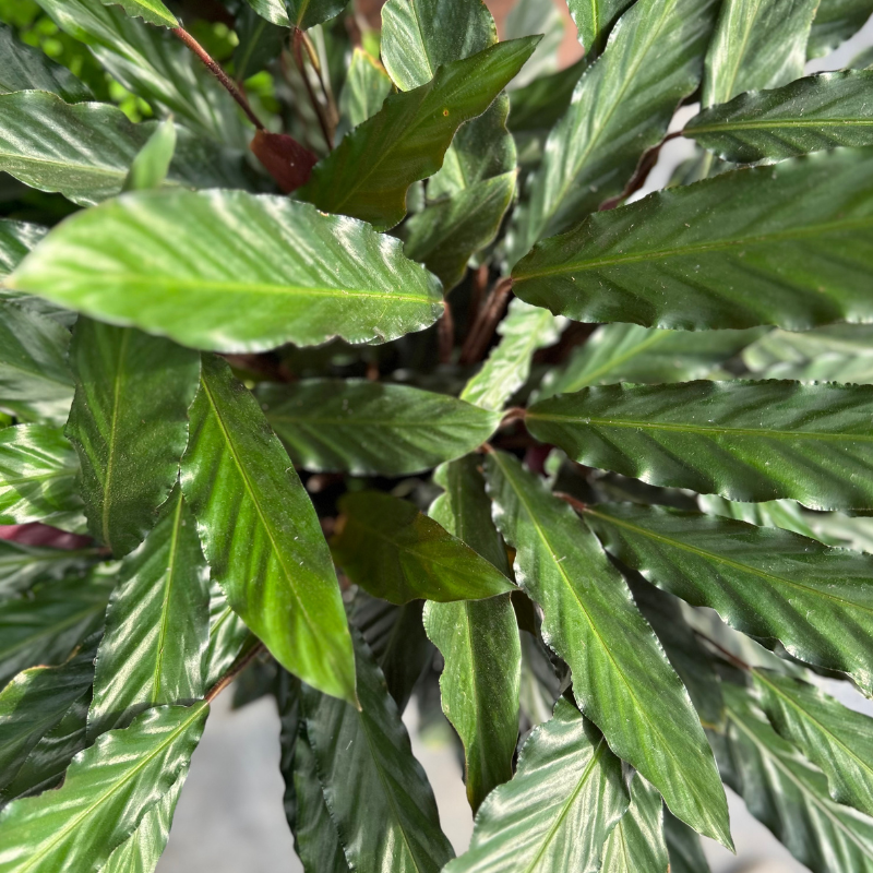 Calathea Furry Feather