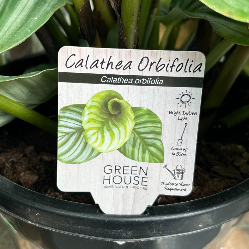 Calathea orbifolia