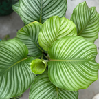 Calathea orbifolia