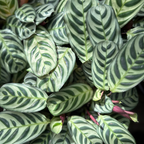 Ctenanthe Burle-Marxii