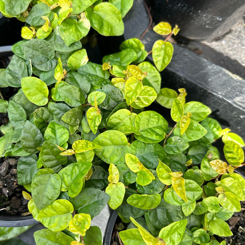 Ficus pumila