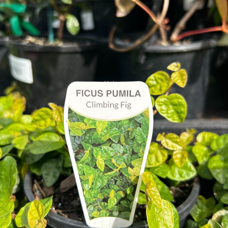 Ficus pumila