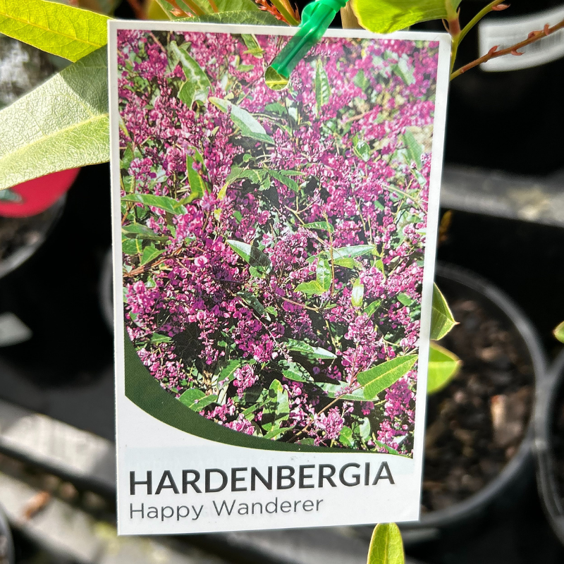 Hardenbergia Happy Wanderer