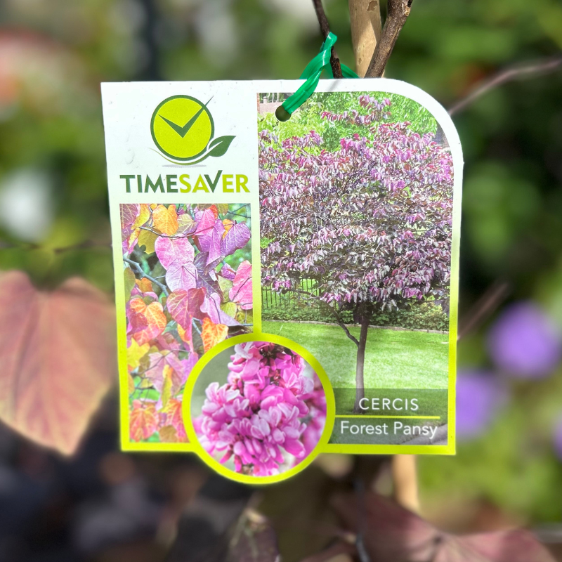 Cercis Forest Pansy