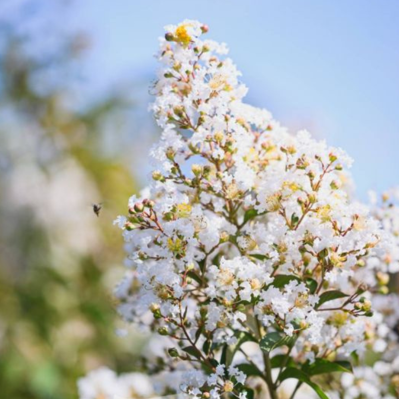 Lagerstroemia Natchez