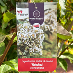 Lagerstroemia Natchez