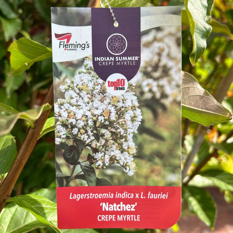 Lagerstroemia Natchez