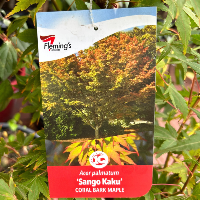 Acer palmatum 'Sango Kaku'