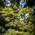Acer palmatum 'Sango Kaku'