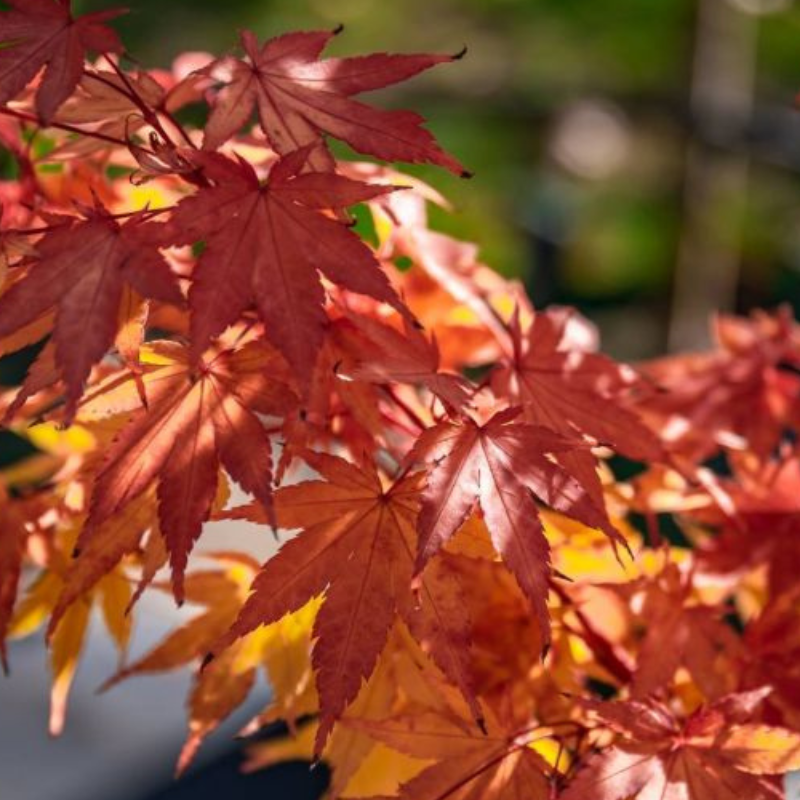 Acer palmatum 'Sango Kaku'