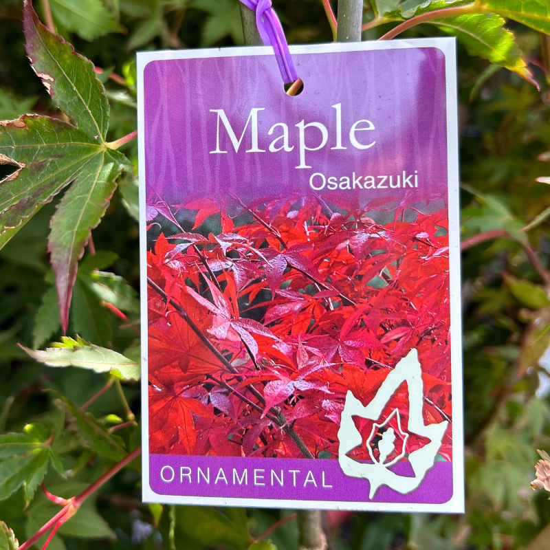 Acer palmatum 'Osakazuki'
