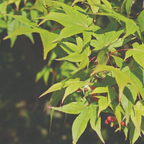 Acer palmatum 'Osakazuki'