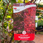 Acer palmatum 'Atropurpureum'