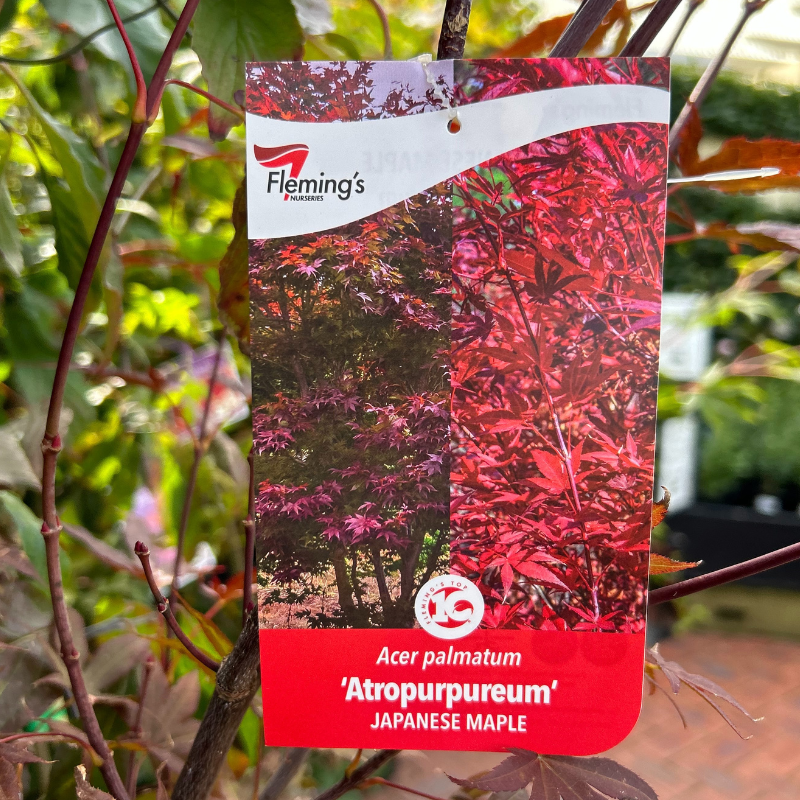 Acer palmatum 'Atropurpureum'