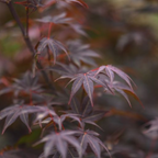 Acer palmatum 'Atropurpureum'