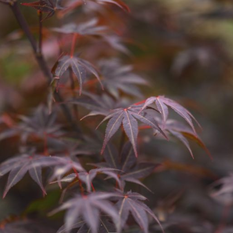 Acer palmatum 'Atropurpureum'