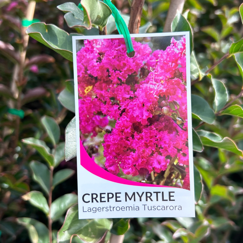 Lagerstroemia Tuscarora